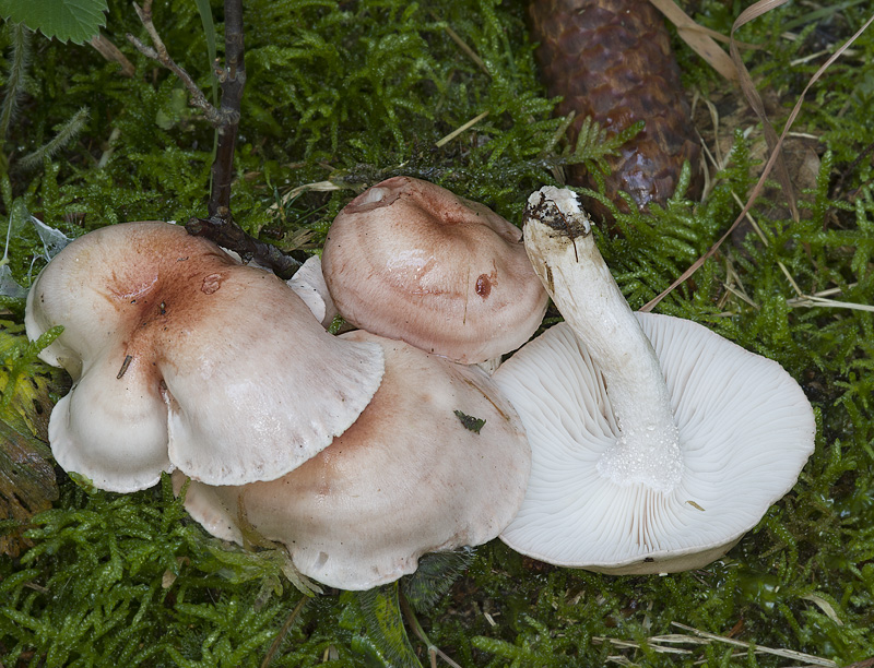 Hygrophorus persicolor